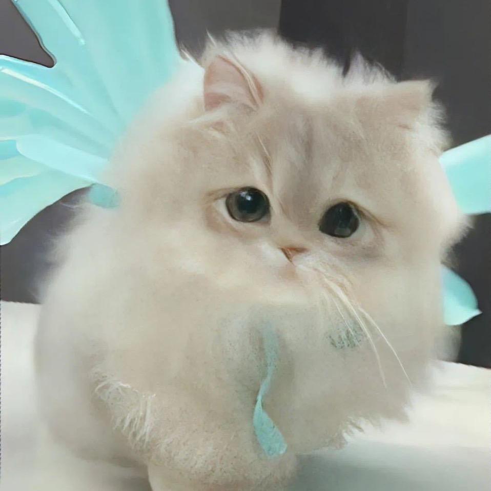 我不是狗蛋