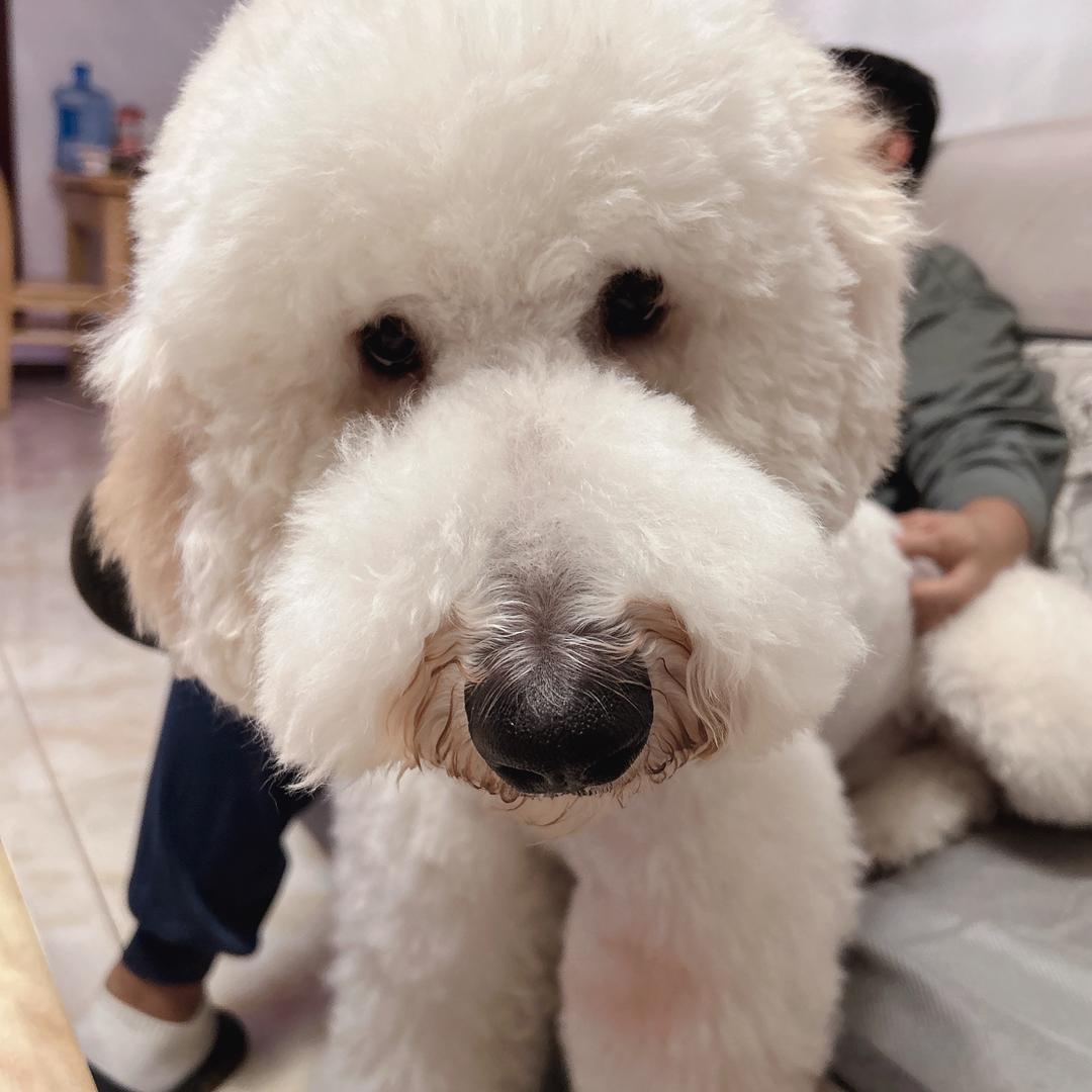 花巻愛吃豆包♉️