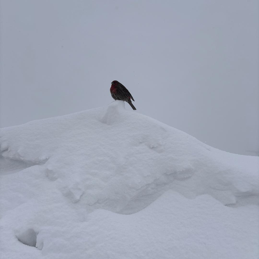 山茶花