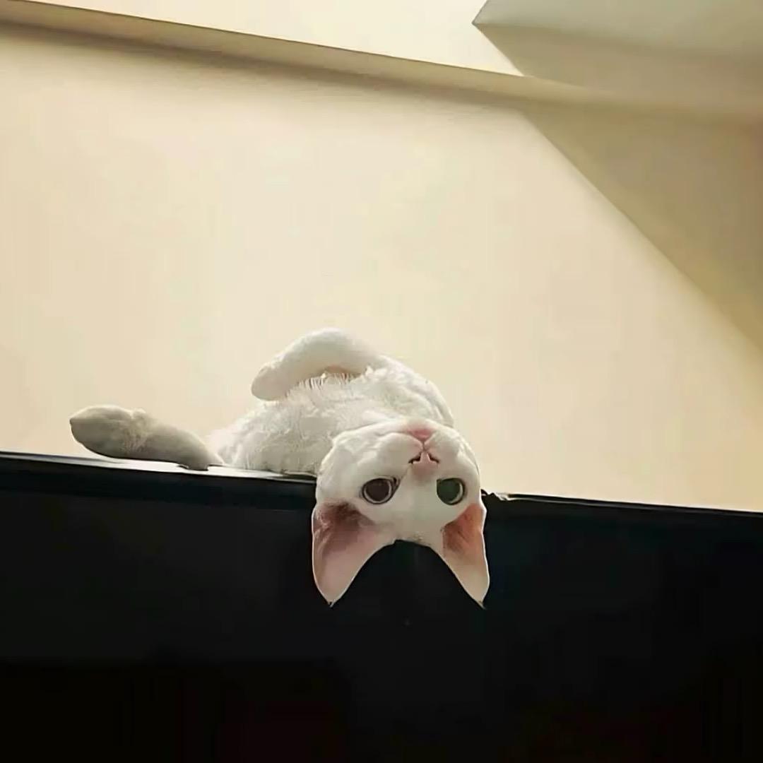 小᳐慧洋੭