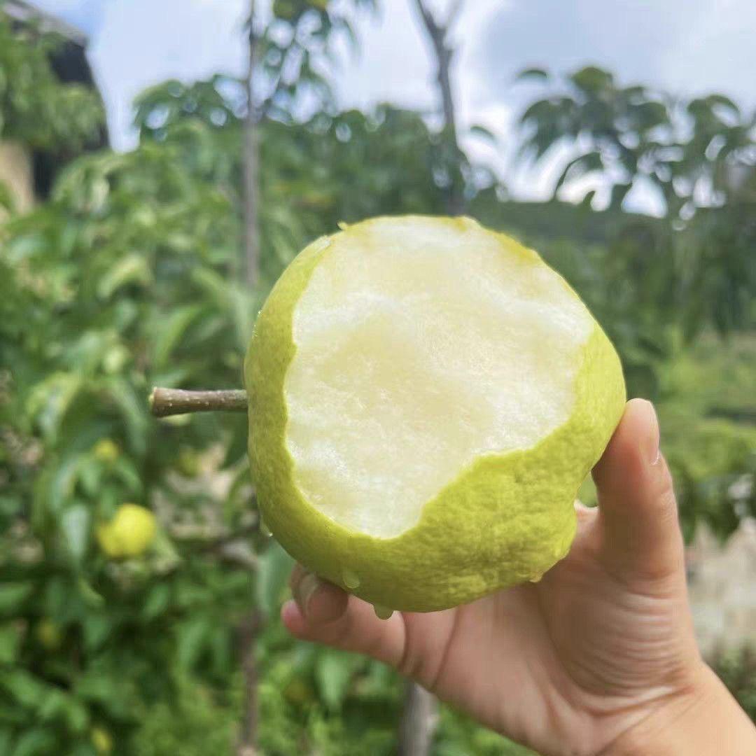 大理水果甄选