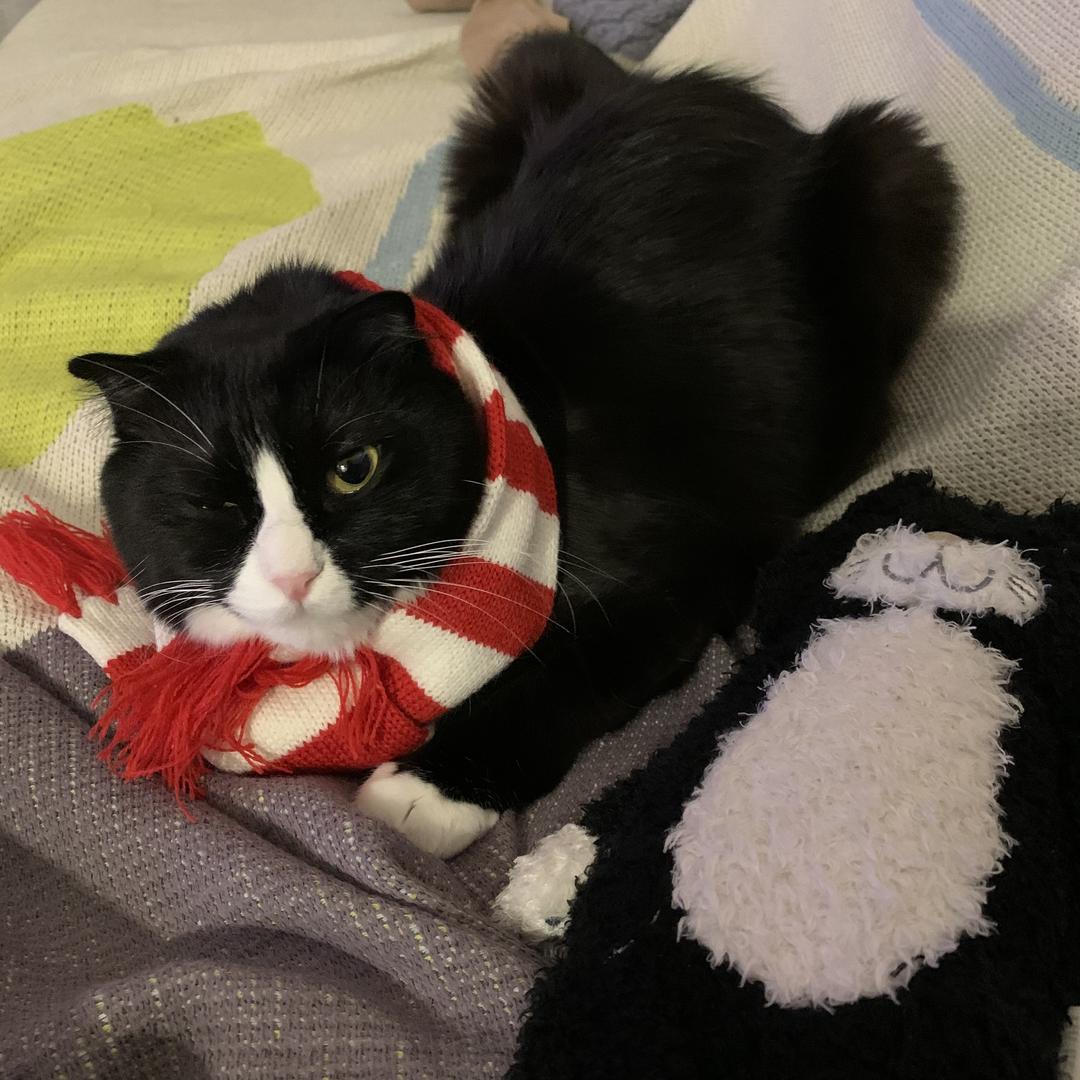 黑猫电视机头像