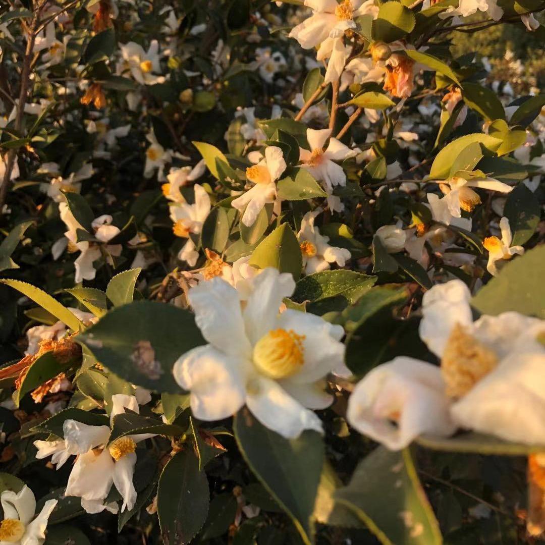 烟洲情山茶油
