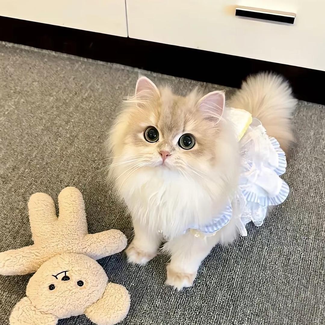 啷贝猫呼噜喵宠物用品店