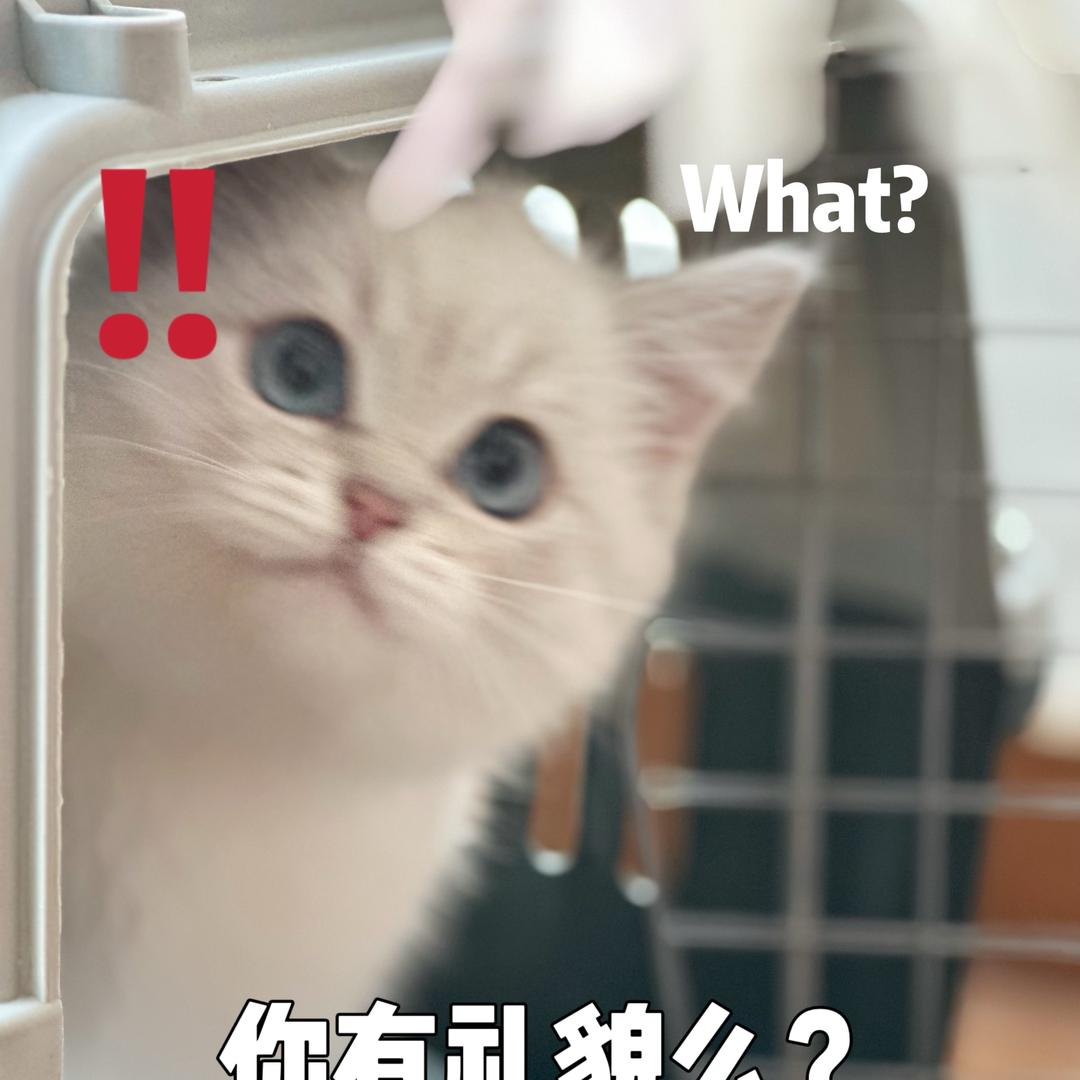 小N