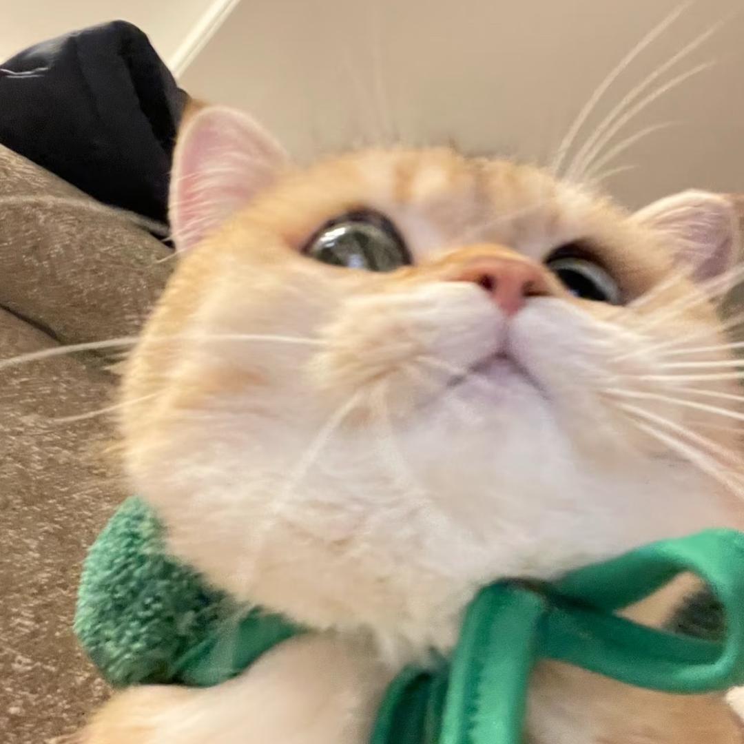 咪咪