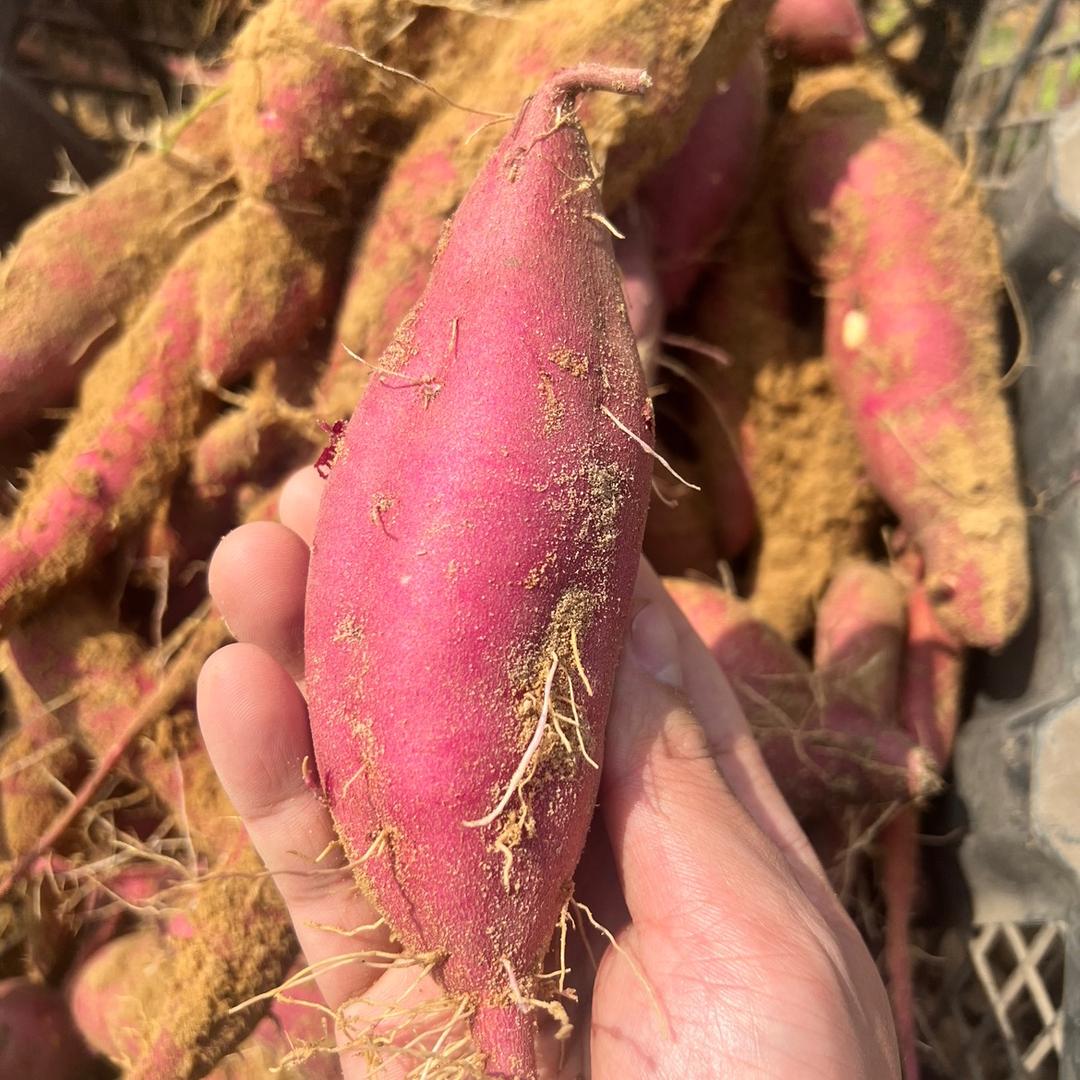 海南丰鑫宇农产品有限公司