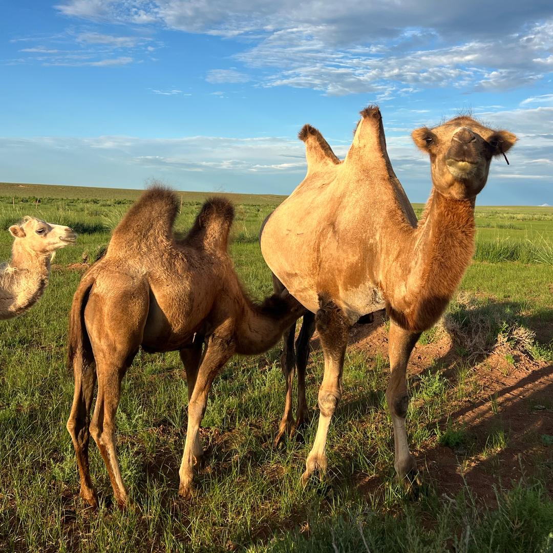 巧妈（驼之韵戈壁牧场）