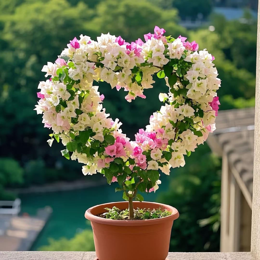 雨花三角梅