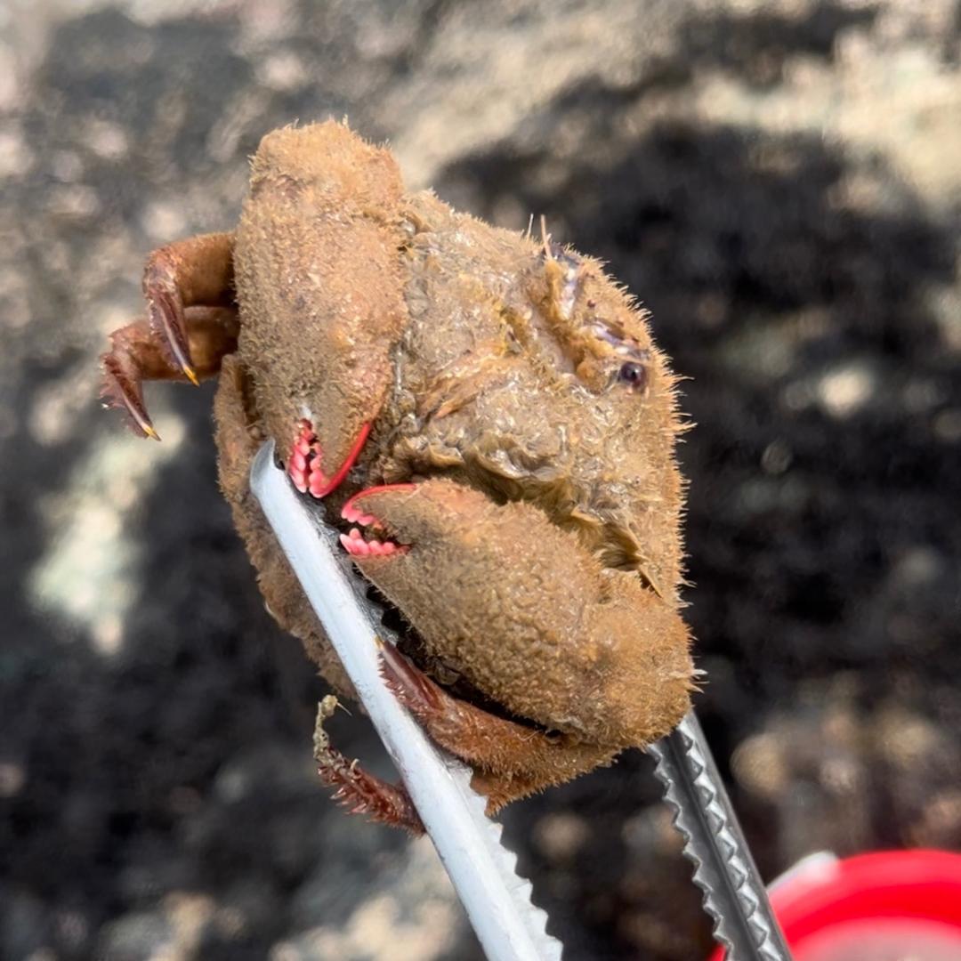 平潭毛毛蟹🦀
