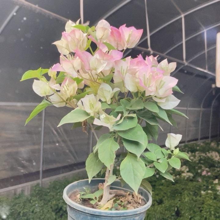 艺枝花