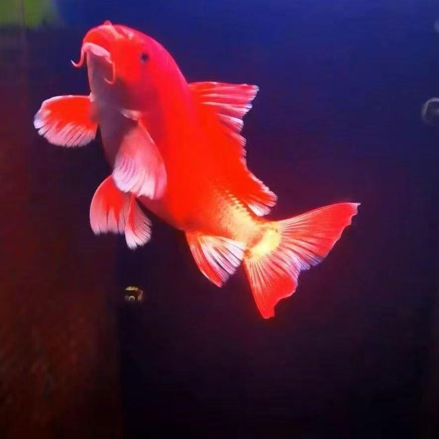 非，凡，蝴蝶鲤