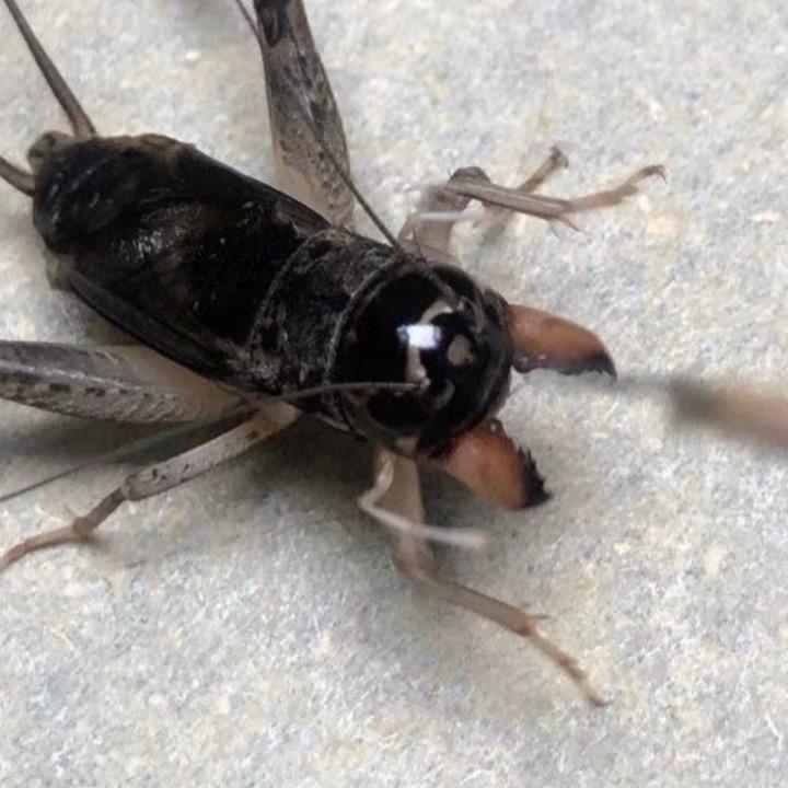 河北辛集大金牙-迷糊