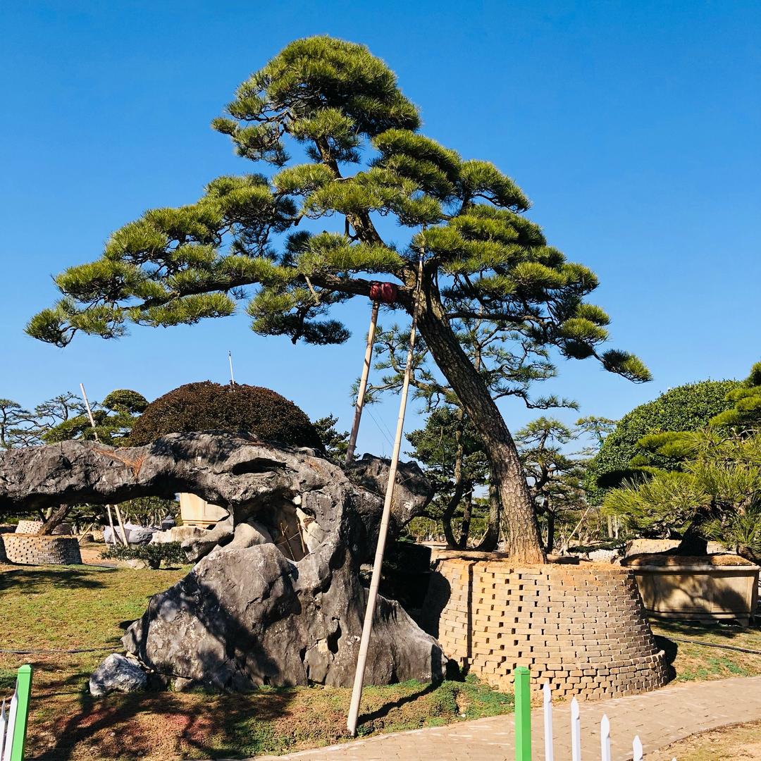 添彩景观树🌿
