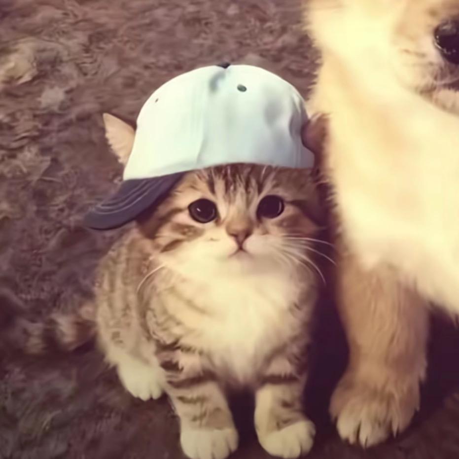 不靠谱小猫