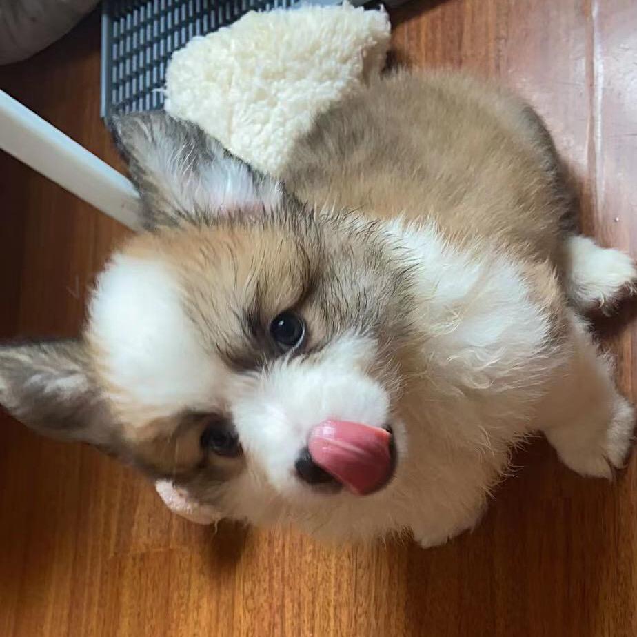 🌈抗原提呈🌈