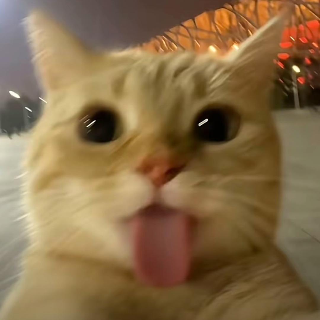 张yi鹤