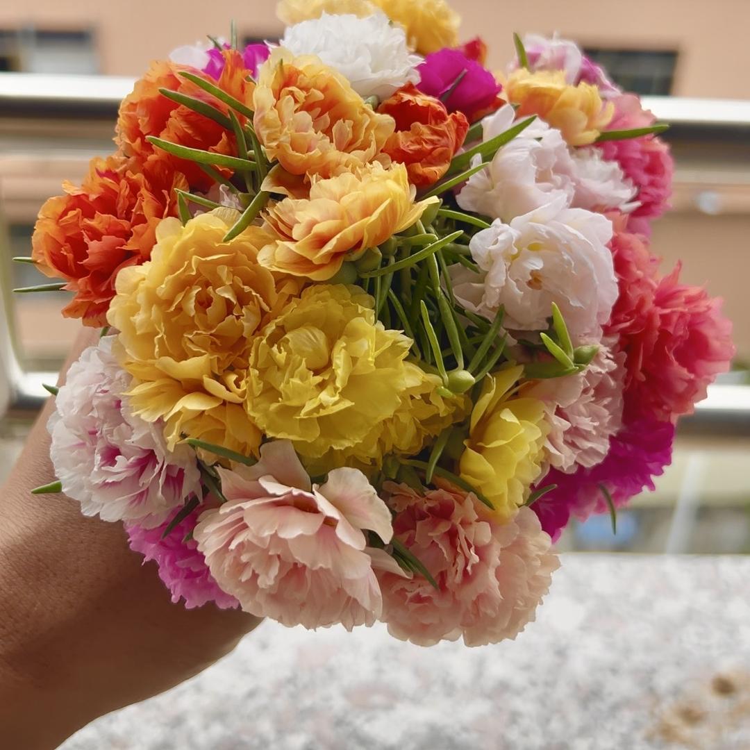 阳枂花卉园艺场