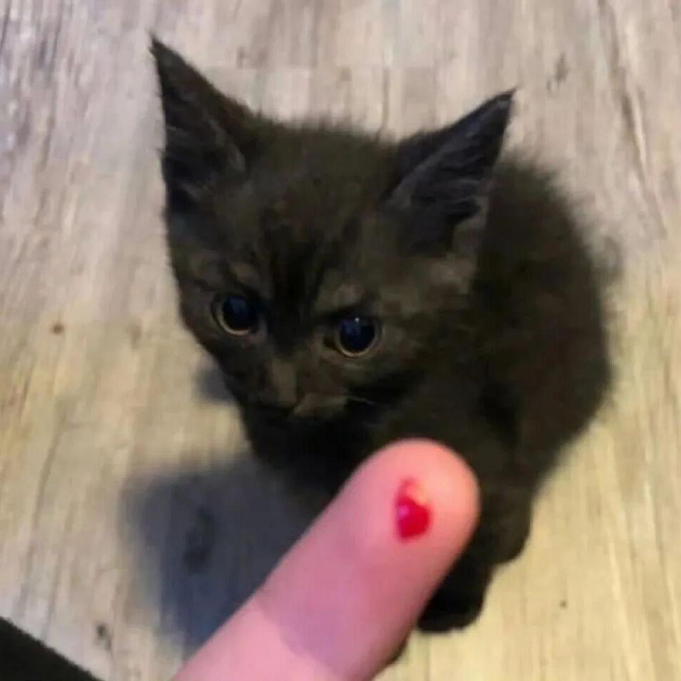 恋河癖/•᷅•᷄\୭