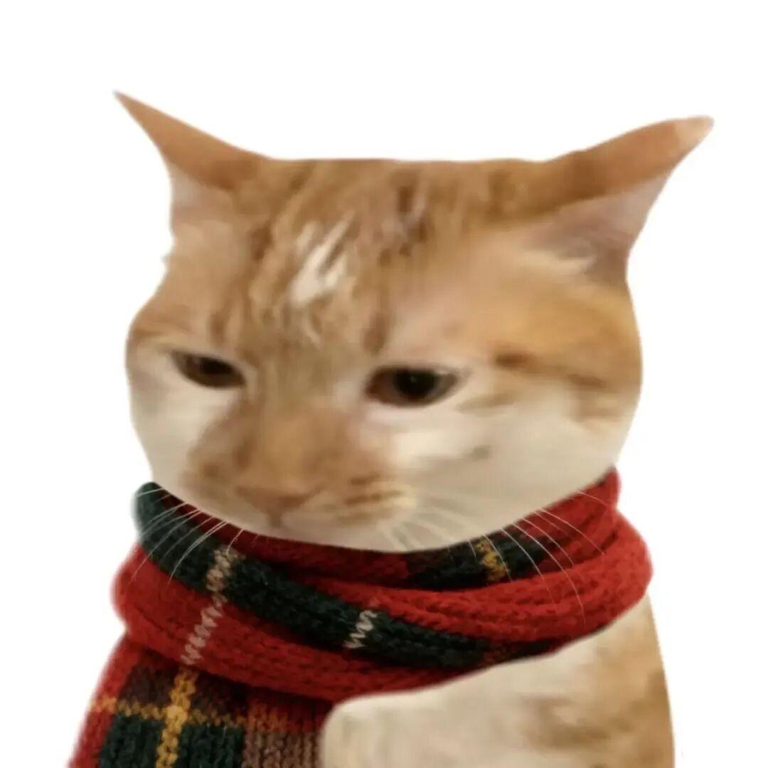 你怎么不穿黑丝