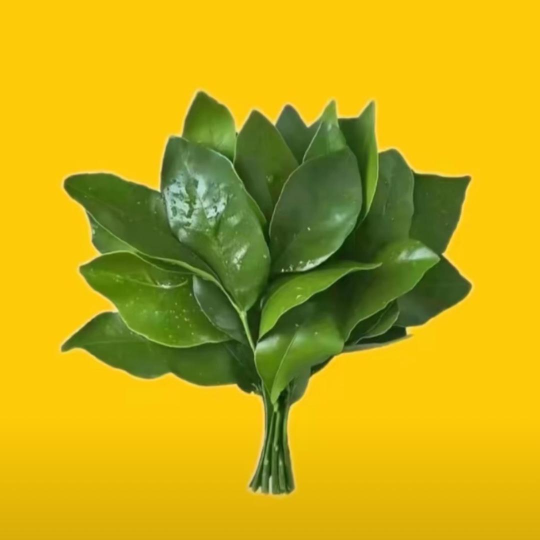 幸福栗子鼠