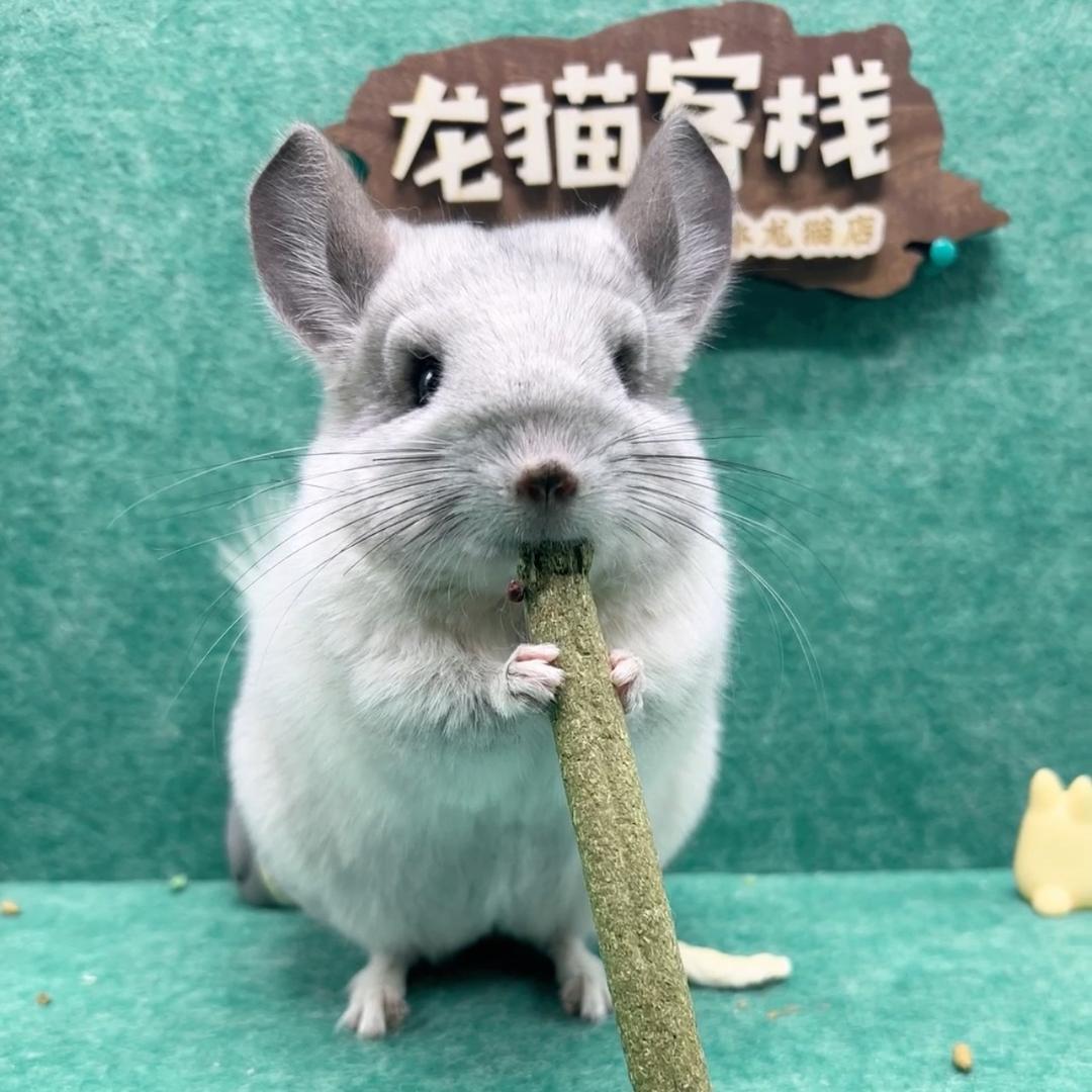 龙猫客栈宠物店