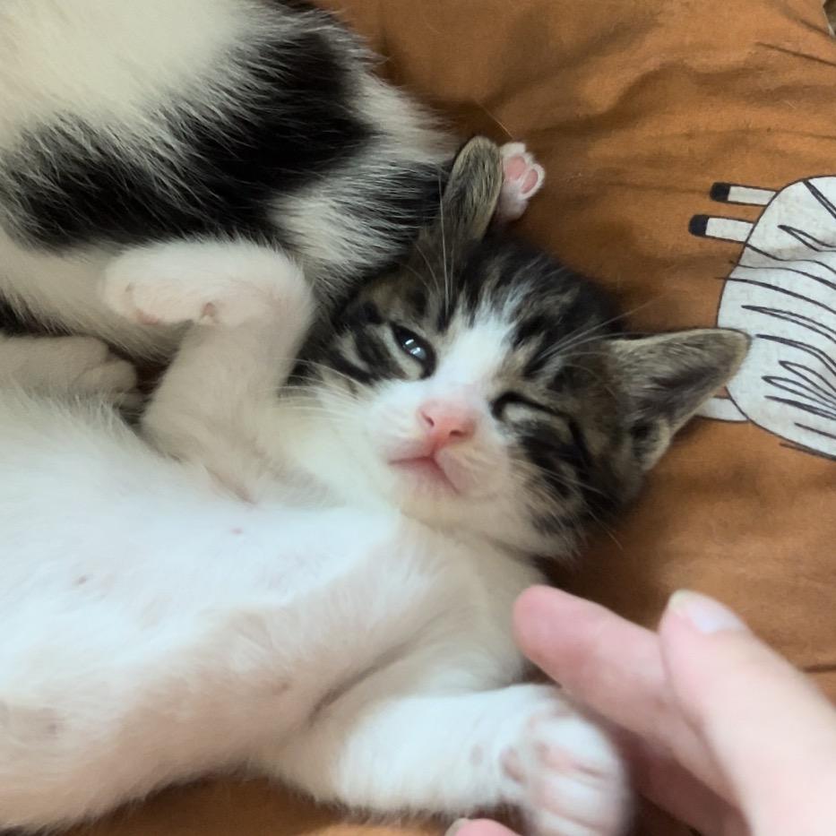 猫猫帽鱼鱼