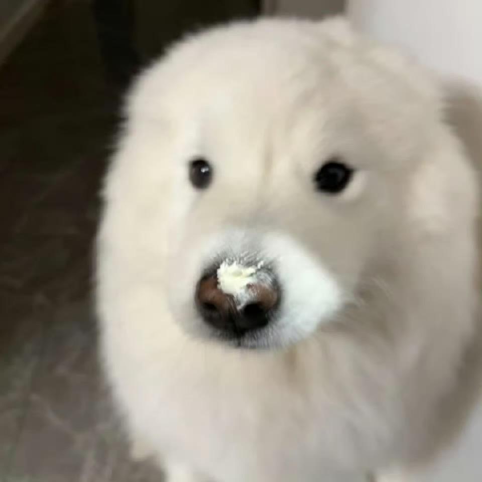 波比大王