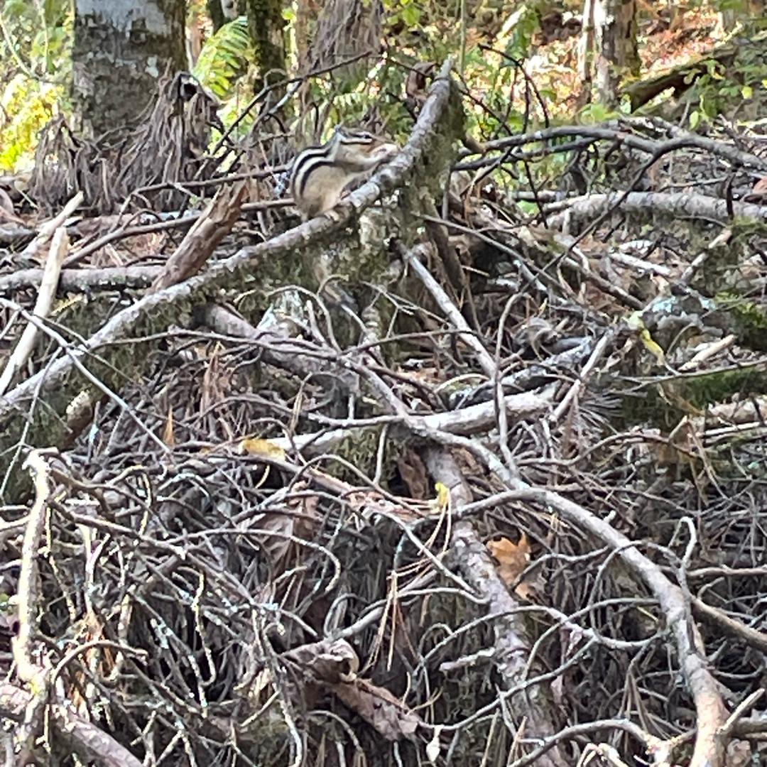 培木木🪵🪵🪵