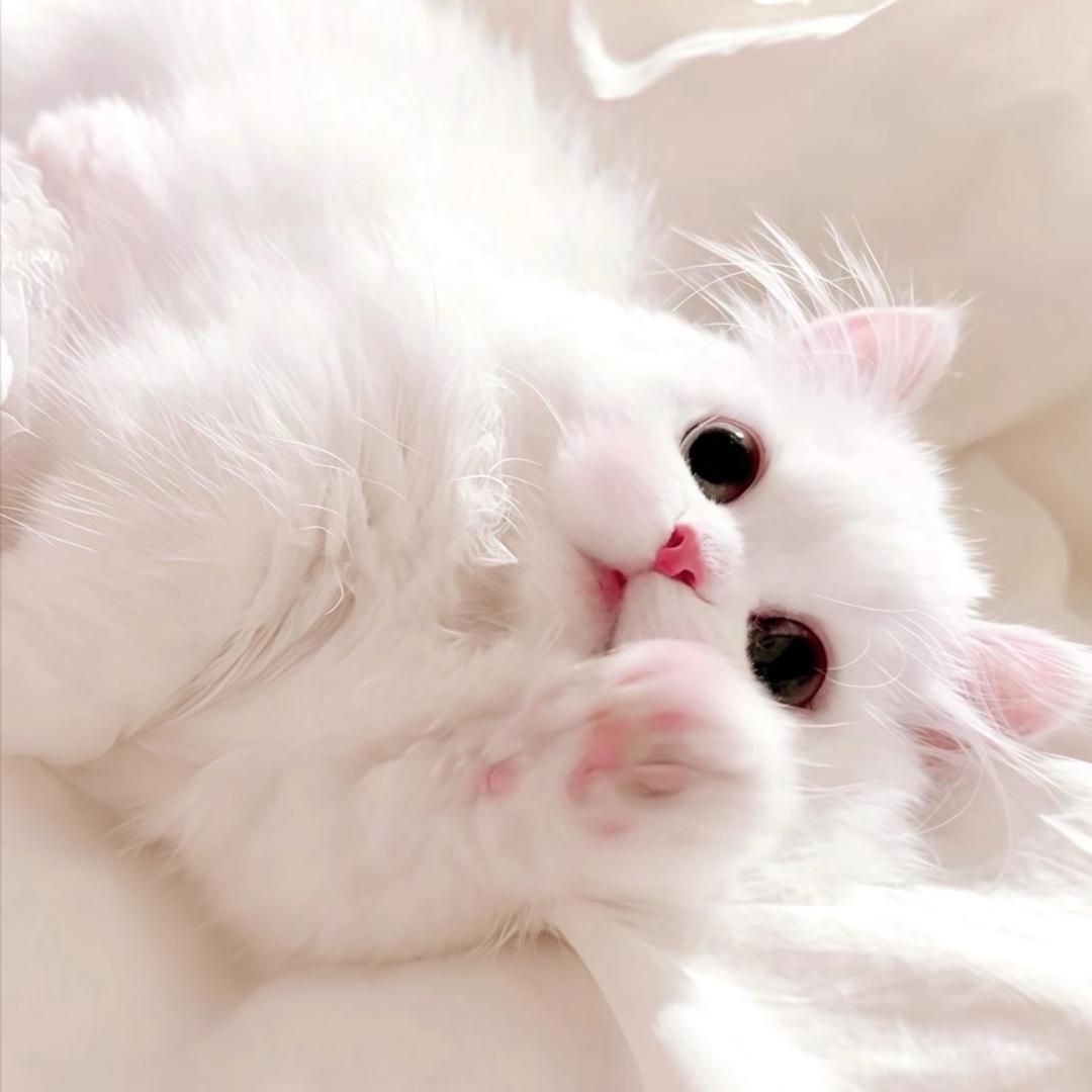 小卷卷