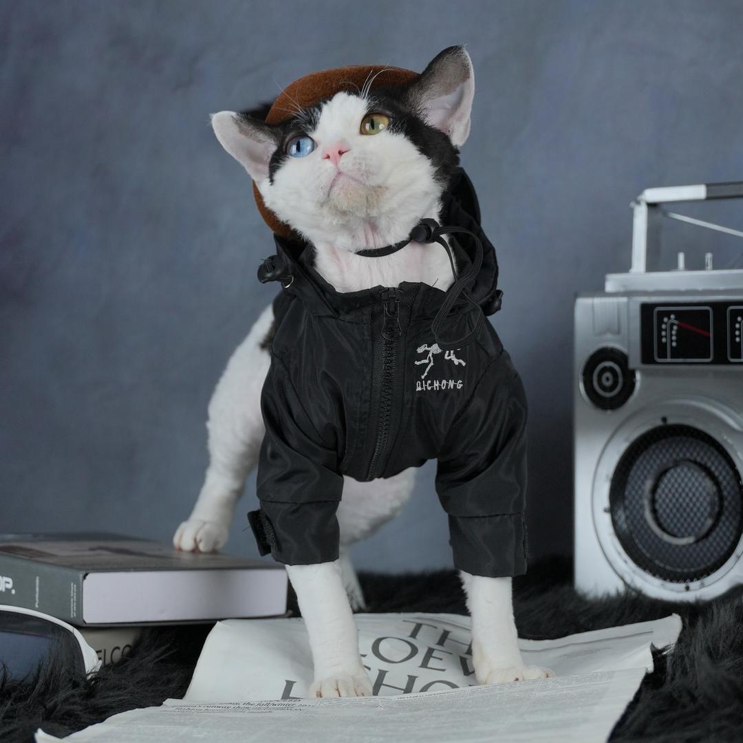 萌主家的德文卷毛猫