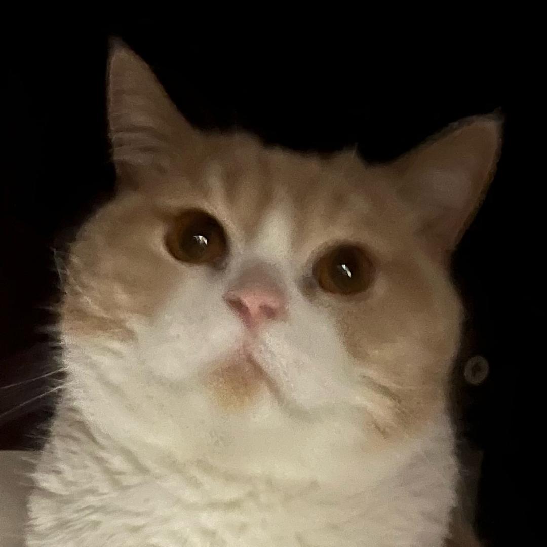 旺仔是只猫
