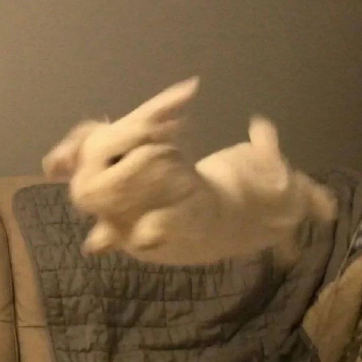 傻了个兔