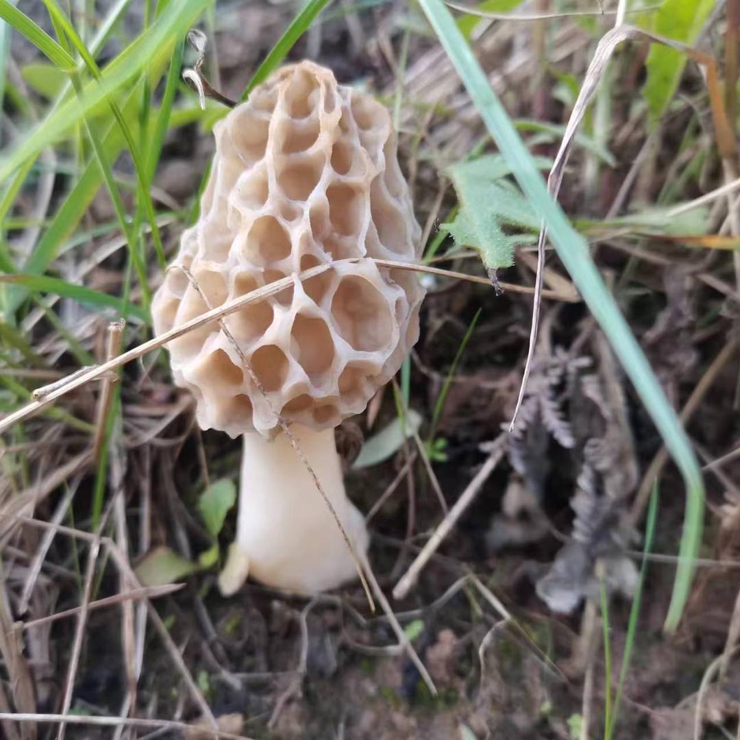 晋贵滋补干货优品生活坊