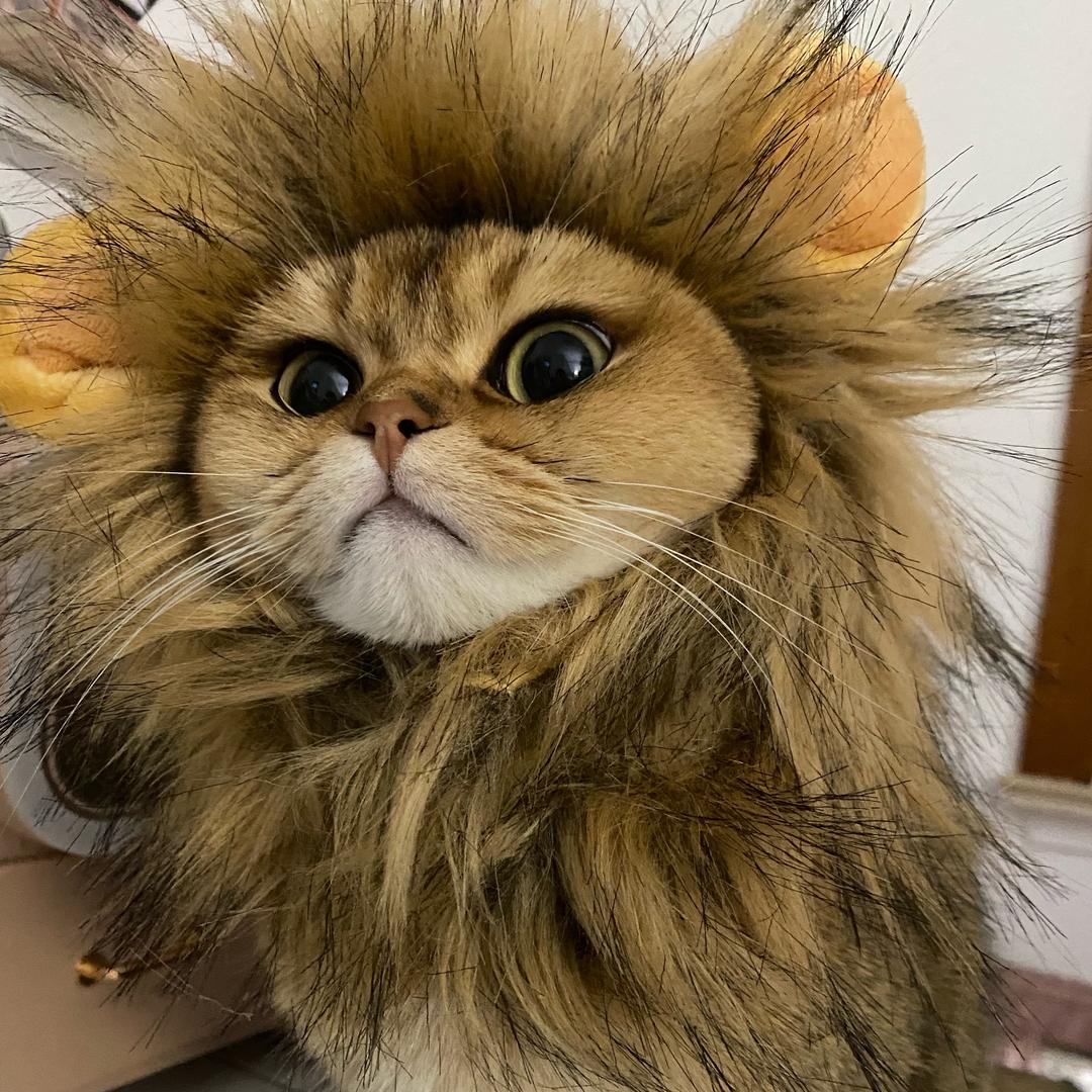 晓晓公主（金渐层）