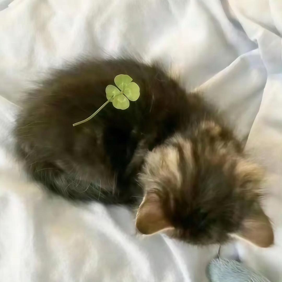 ^l2h