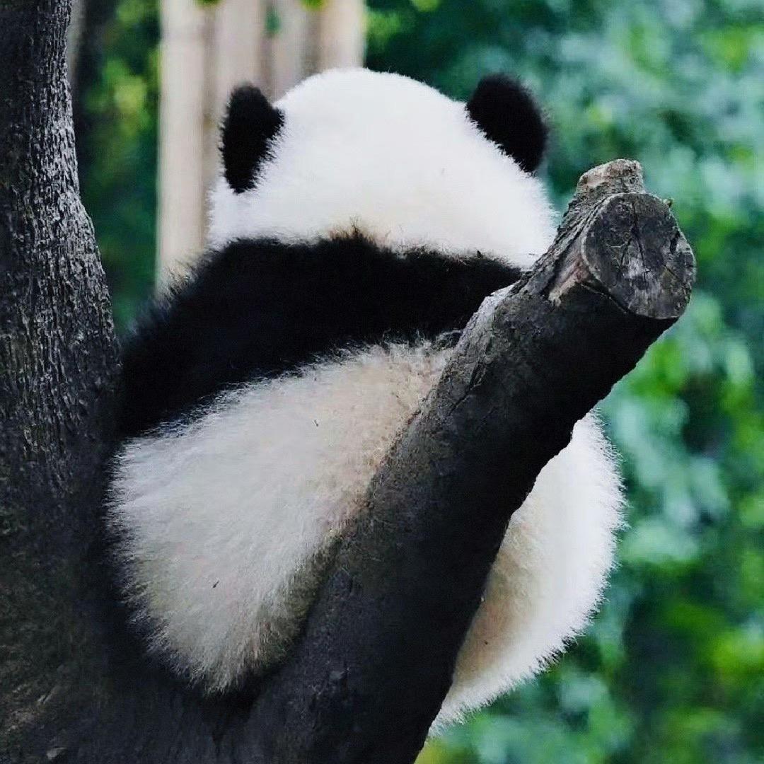 嗷嗷嗷嗷