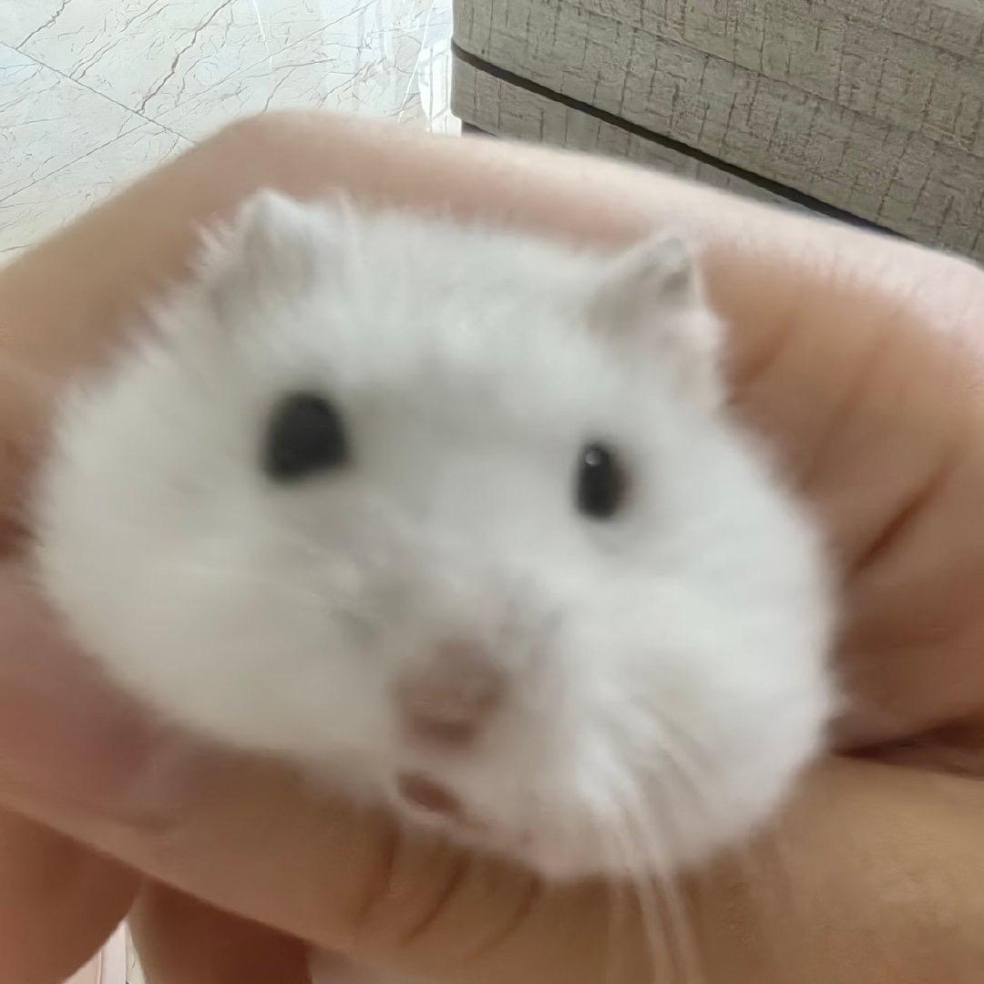 o头像