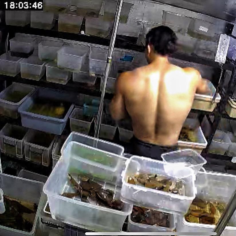 菠萝油王子