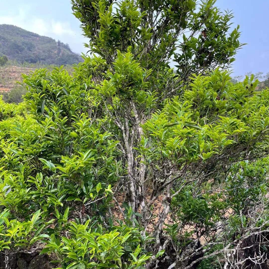 枞小仙单丛茶