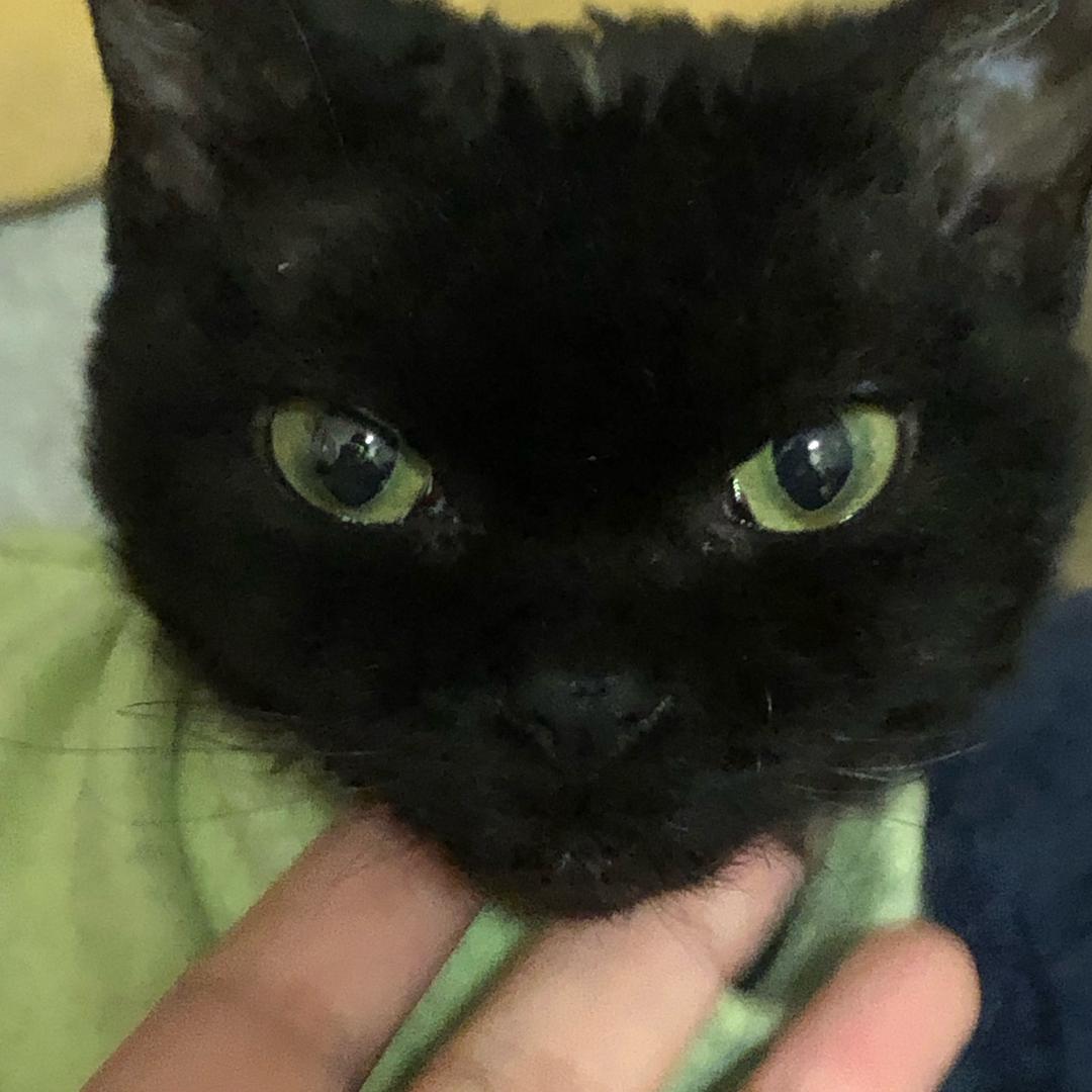 帅比