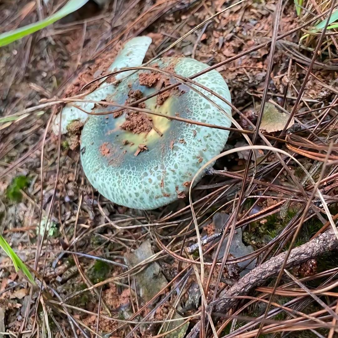 🍄举个青头菌🌰