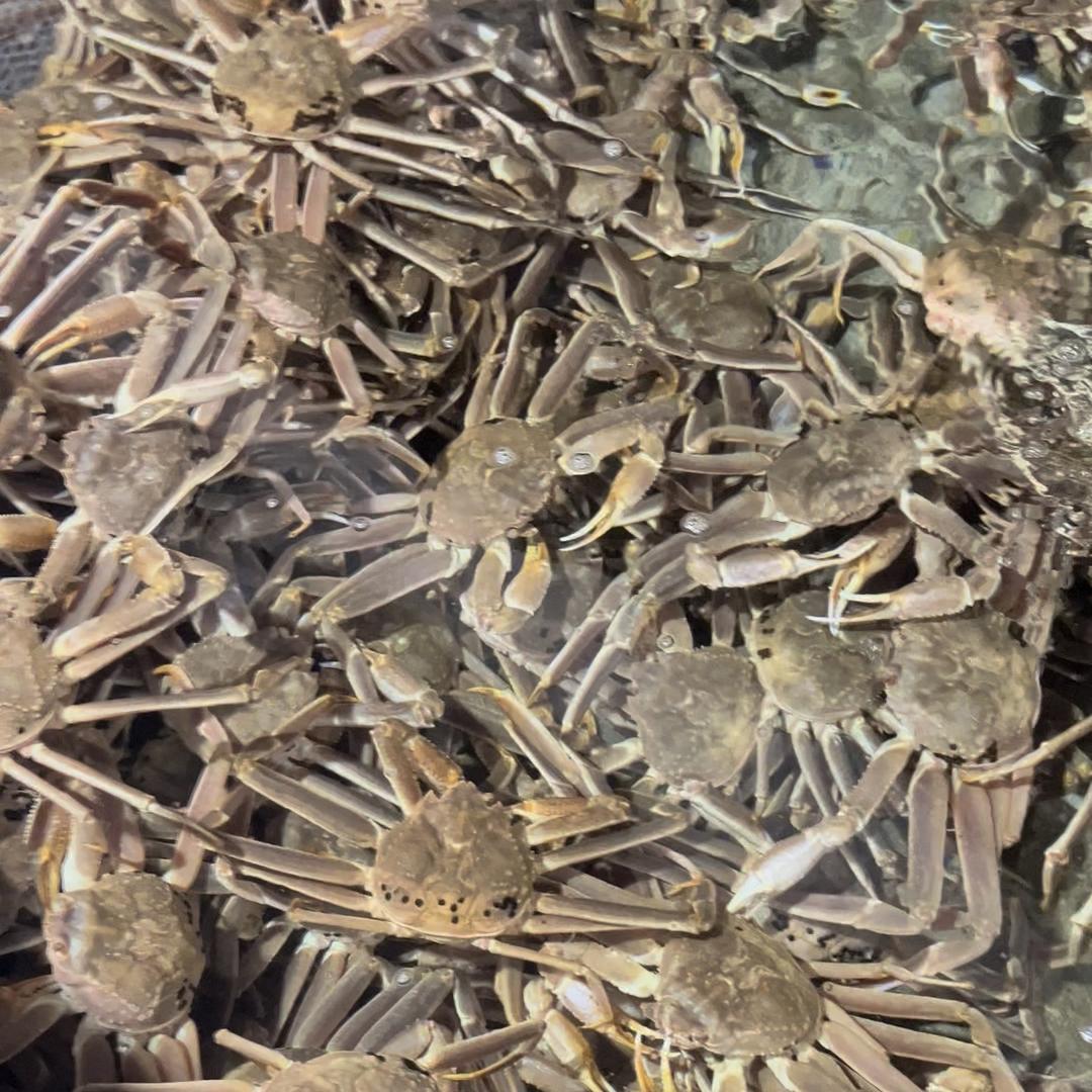 延景佳海鲜水产店