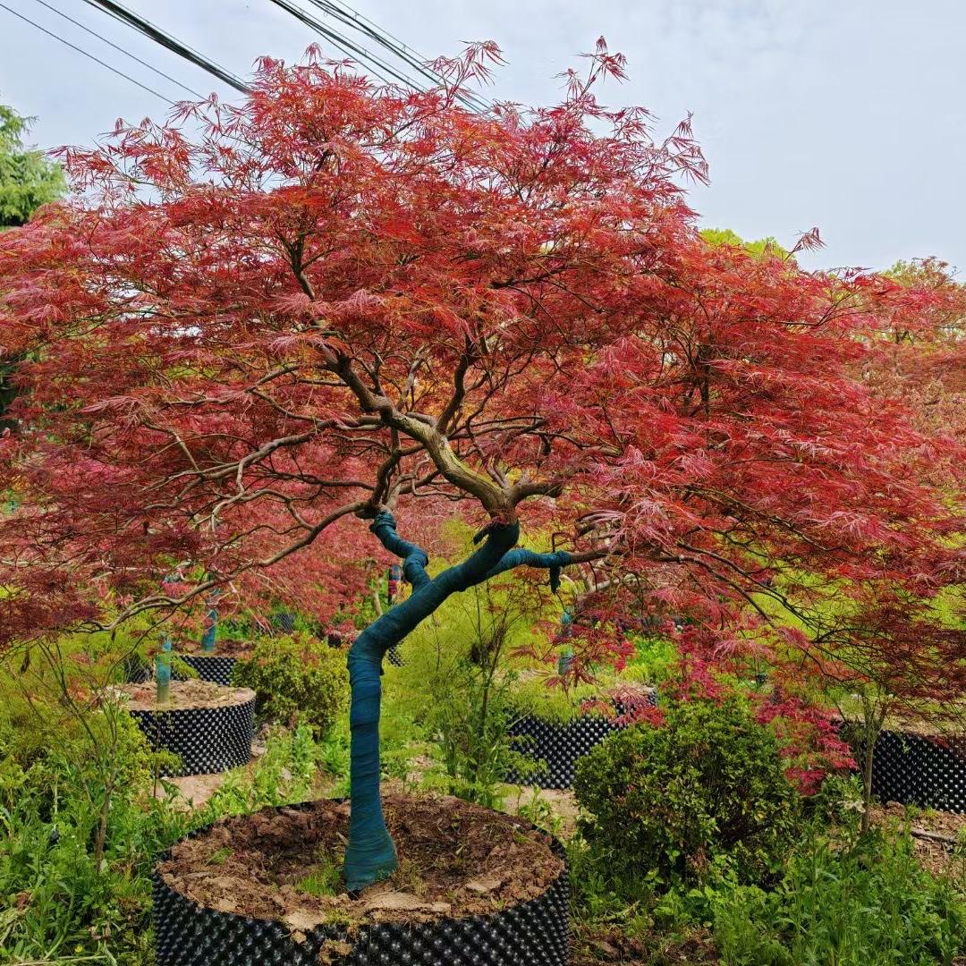 心馨阁花卉授权账号