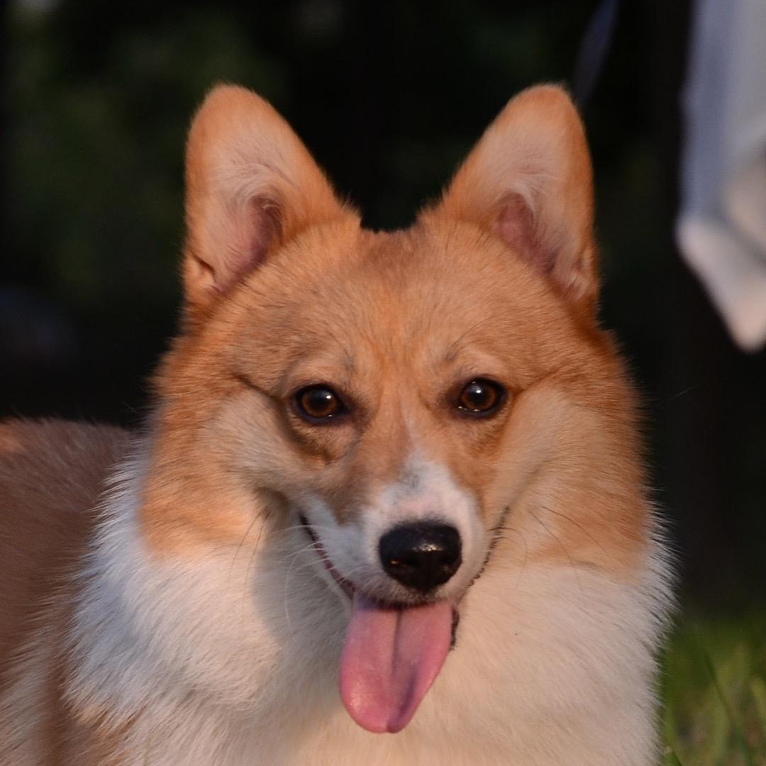 小虎哥教训犬