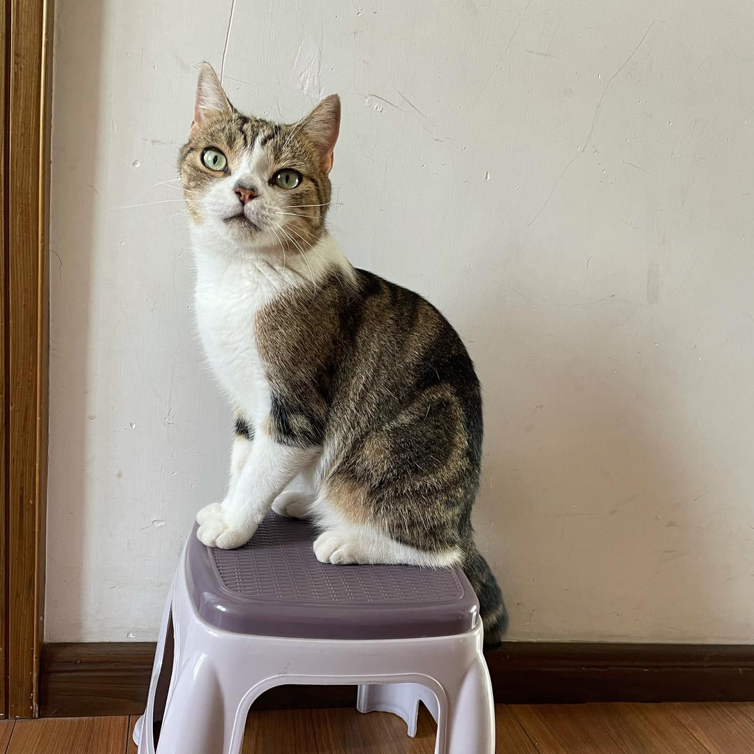 杰杰