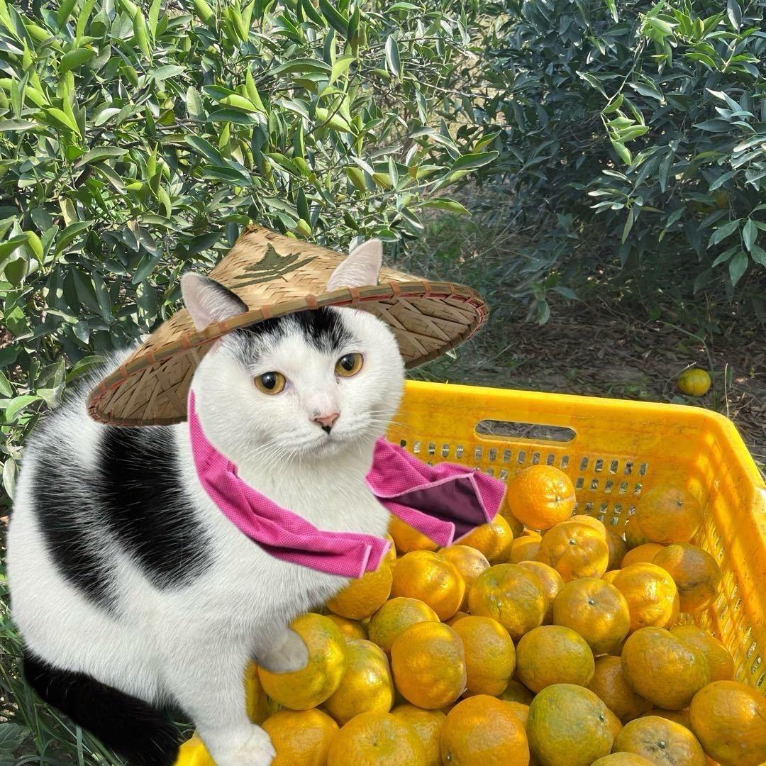 新会陈皮-梅江天马珍珍果园