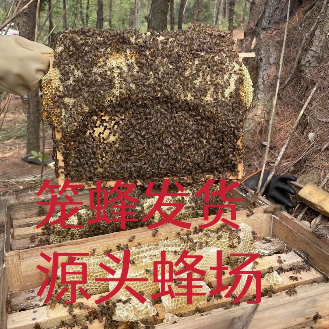 贝贝中蜂蜜蜂育种基地