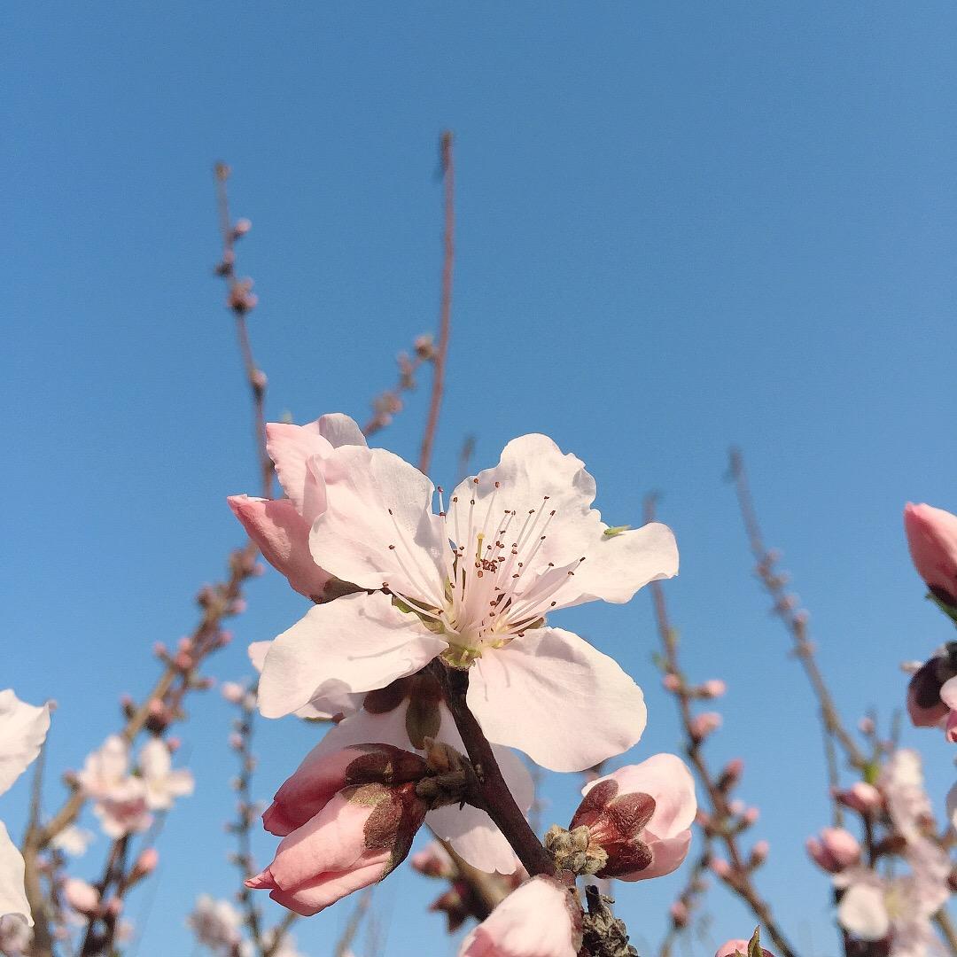 果先森