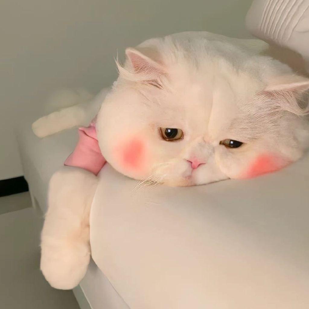 让我看看🐾